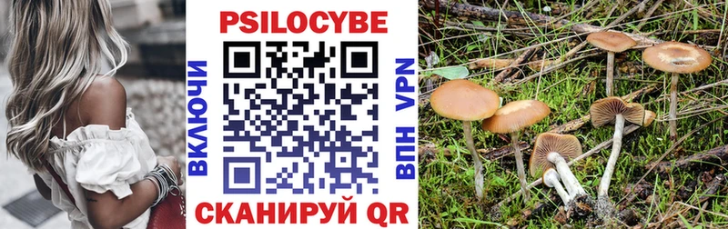 цена   Малоярославец  Псилоцибиновые грибы Cubensis 