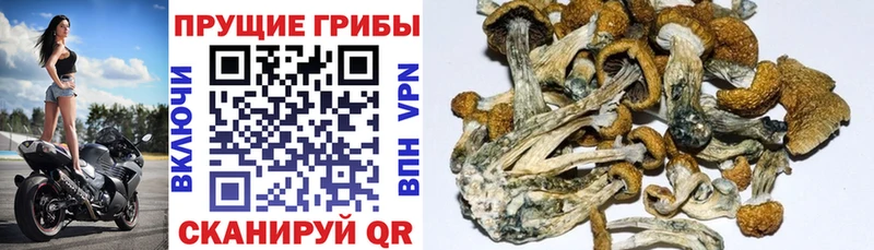 Псилоцибиновые грибы Cubensis Малоярославец